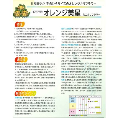 画像3: 送料無料 [カリフラワー] オレンジ美星 2000粒 (株)サカタのタネ