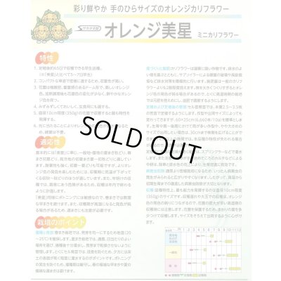 画像3: 送料無料　[カリフラワー]　オレンジ美星　2000粒　(株)サカタのタネ