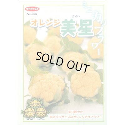 画像2: 送料無料　[カリフラワー]　オレンジ美星　2000粒　(株)サカタのタネ