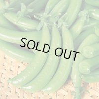 送料無料　[えんどう]　つるなし　スナック2号　1L　(株)サカタのタネ