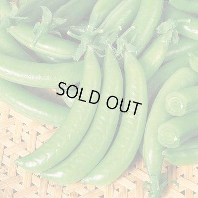 画像1: 送料無料　[えんどう]　つるなし　スナック2号　1L　(株)サカタのタネ