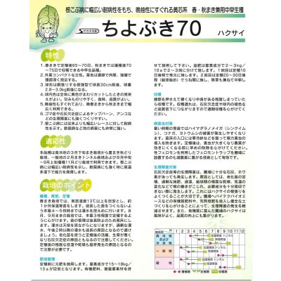 画像4: [白菜] ちよぶき70 約110粒 (株)サカタのタネ 実咲450(003426)