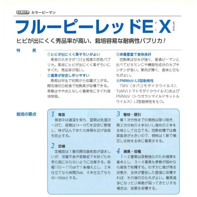 画像5: 送料無料　[ピーマン]　カラーピーマン　フルーピーレッドEX　27粒　タキイ種苗(株)　DF