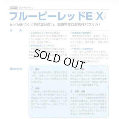 画像5: 送料無料　[ピーマン]　カラーピーマン　フルーピーレッドEX　27粒　タキイ種苗(株)　DF