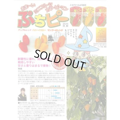 画像2: 送料無料　[ピーマン]　ぷちピープロ　オレンジ　100粒　トキタ種苗(株)
