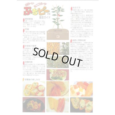 画像3: 送料無料　[ピーマン]　ぷちピープロ　イエロー73　10粒　トキタ種苗(株)