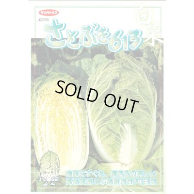 画像5: 白菜　さとぶき613　20ml　（株）サカタのタネ