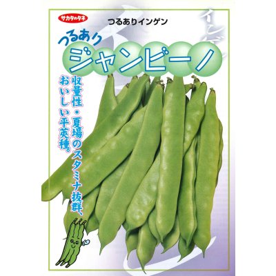画像2: 送料無料 [いんげん] つるあり ジャンビーノ菜豆 1dl (株)サカタのタネ