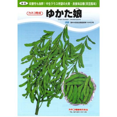 画像2: 送料無料　[枝豆]　ゆかた娘　100粒　カネコ種苗（株）