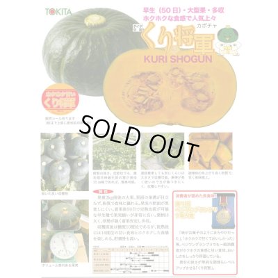 画像2: 送料無料　[かぼちゃ]　くり将軍　500粒　トキタ種苗(株)