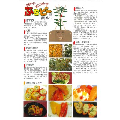 画像3: 送料無料　[ピーマン]　ぷちピープロ　オレンジ　100粒　トキタ種苗(株)