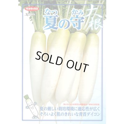 画像4: 送料無料　[大根]　夏の守　8000粒　(株)サカタのタネ