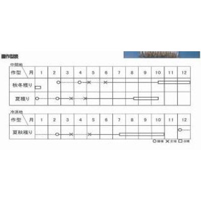 画像2: [ねぎ]　項羽一本太　ペレット種子　5千粒　（株）トーホク　