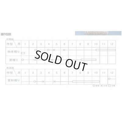 画像3: [ねぎ]　項羽一本太　ペレット種子　5千粒　（株）トーホク　