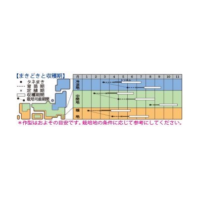 画像2: 送料無料　[ズッキーニ]　ダイナーEX　100粒　タキイ種苗（株）