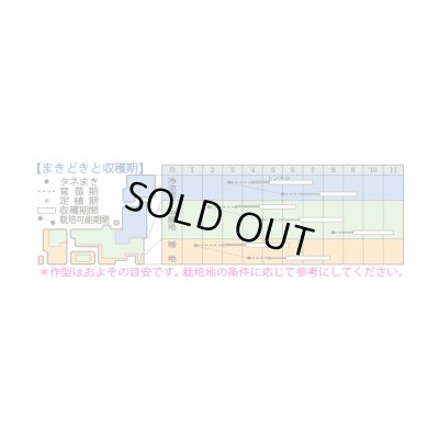 画像2: 送料無料　[ズッキーニ]　ダイナーEX　100粒　タキイ種苗（株）