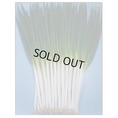 画像2: [ねぎ]　項羽一本太　ペレット種子　5千粒　（株）トーホク　