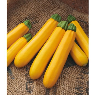 画像3: 送料無料　[ズッキーニ]　オーラムEX　100粒　タキイ種苗（株）