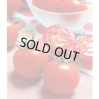 送料無料　[トマト/中玉トマト]　TYフルティカSC　1000粒　タキイ種苗(株)