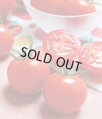 送料無料　[トマト/中玉トマト]　TYフルティカSC　1000粒　タキイ種苗(株)