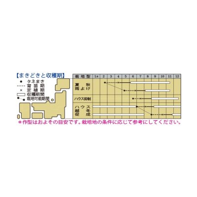 画像4: 送料無料　[トマト/中玉トマト]　TYフルティカSC　100粒　タキイ種苗(株)