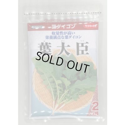 画像1: 送料無料　[大根]　葉ダイコン　葉大臣　2dl　(株)サカタのタネ