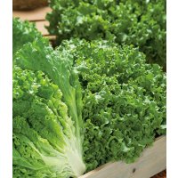 [レタス]　グリーンサンバ　ペレット種子　5000粒　タキイ種苗(株)