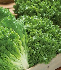 [レタス]　グリーンサンバ　ペレット種子　5000粒　タキイ種苗(株)