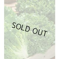 [レタス]　グリーンサンバ　ペレット種子　5000粒　タキイ種苗(株)