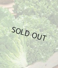 [レタス]　グリーンサンバ　ペレット種子　5000粒　タキイ種苗(株)