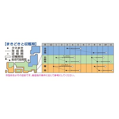 画像2: [レタス]　グリーンサンバ　ペレット種子　5000粒　タキイ種苗(株)