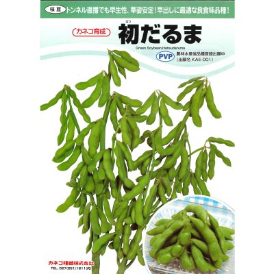 画像4: 送料無料　[枝豆]　初だるま　100粒　カネコ種苗（株）
