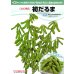 画像4: 送料無料　[枝豆]　初だるま　100粒　カネコ種苗（株） (4)