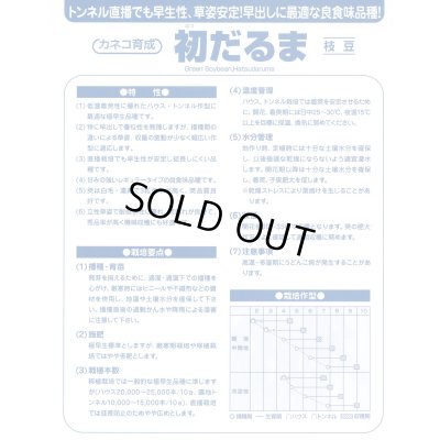 画像5: [枝豆]　初だるま　1000粒　カネコ種苗（株）