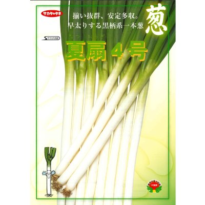 画像6: 送料無料　[ねぎ]　夏扇4号　ペレット種子　6000粒　(株)サカタのタネ
