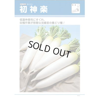 画像4: 送料無料　大根　初神楽　3.5ml　タキイ種苗(株)　DF