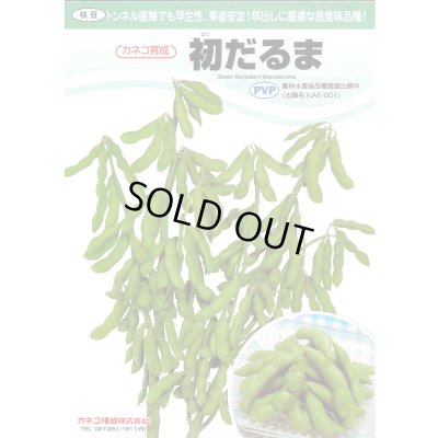 画像4: [枝豆]　初だるま　1000粒　カネコ種苗（株）