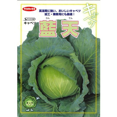 画像4: 送料無料　[キャベツ]　藍天　0.8ml（約85粒）（株）サカタのタネ　実咲450（003731）