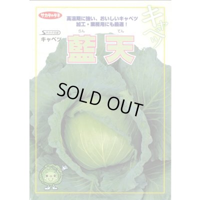 画像3: 送料無料　[キャベツ]　藍天　2000粒　（株）サカタのタネ