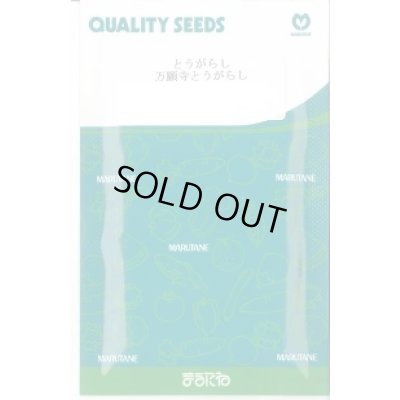 画像1: 送料無料　[とうがらし]　万願寺とうがらし　20ml　丸種(株)