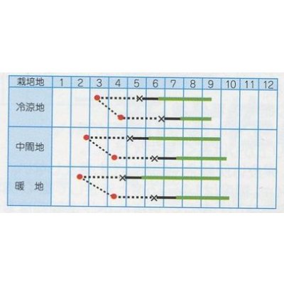 画像2: 送料無料　[とうがらし]　万願寺とうがらし　 0.7ml (およそ60粒) 　丸種(株)