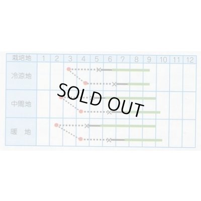 画像2: 送料無料　[とうがらし]　万願寺とうがらし　20ml　丸種(株)