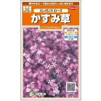 送料無料　花の種　宿根　かすみ草　エレガンスローズ　約365粒（株）サカタのタネ　実咲200（026314）　