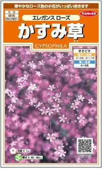 送料無料　花の種　宿根　かすみ草　エレガンスローズ　約365粒（株）サカタのタネ　実咲200（026314）　