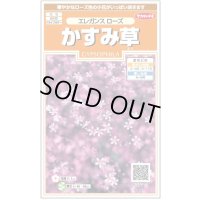 送料無料　花の種　宿根　かすみ草　エレガンスローズ　約365粒（株）サカタのタネ　実咲200（026314）　