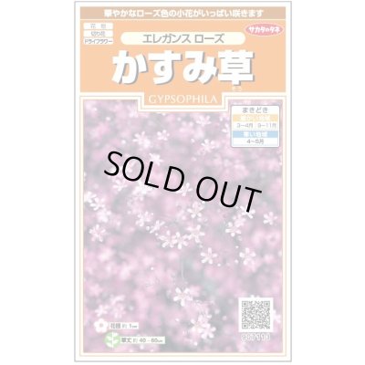 画像1: 花の種 宿根 かすみ草 エレガンスローズ 約365粒（株）サカタのタネ 実咲200（026314）