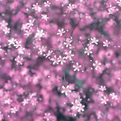 画像3: 送料無料　花の種　宿根　かすみ草　エレガンスローズ　約365粒（株）サカタのタネ　実咲200（026314）　