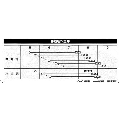 画像3: [枝豆]　鈴だるま　100粒　カネコ種苗（株）