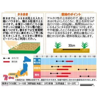 画像2: 送料無料　花の種　宿根　かすみ草　エレガンスローズ　約365粒（株）サカタのタネ　実咲200（026314）　