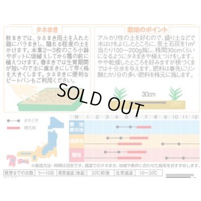 画像2: 花の種 宿根 かすみ草 エレガンスローズ 約365粒（株）サカタのタネ 実咲200（026314）